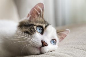 Tipos de gatos: características y comportamientos