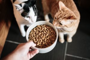 Alimentación para gatos: qué productos no deben ingerir