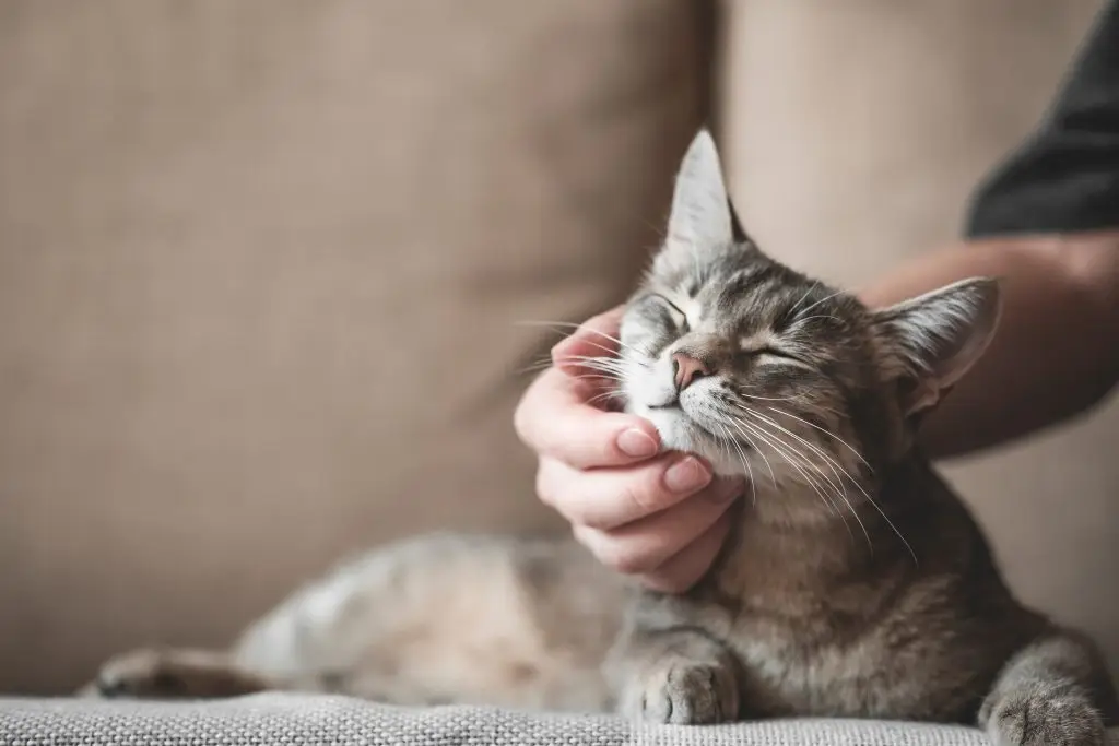 curiosidades de los gatos