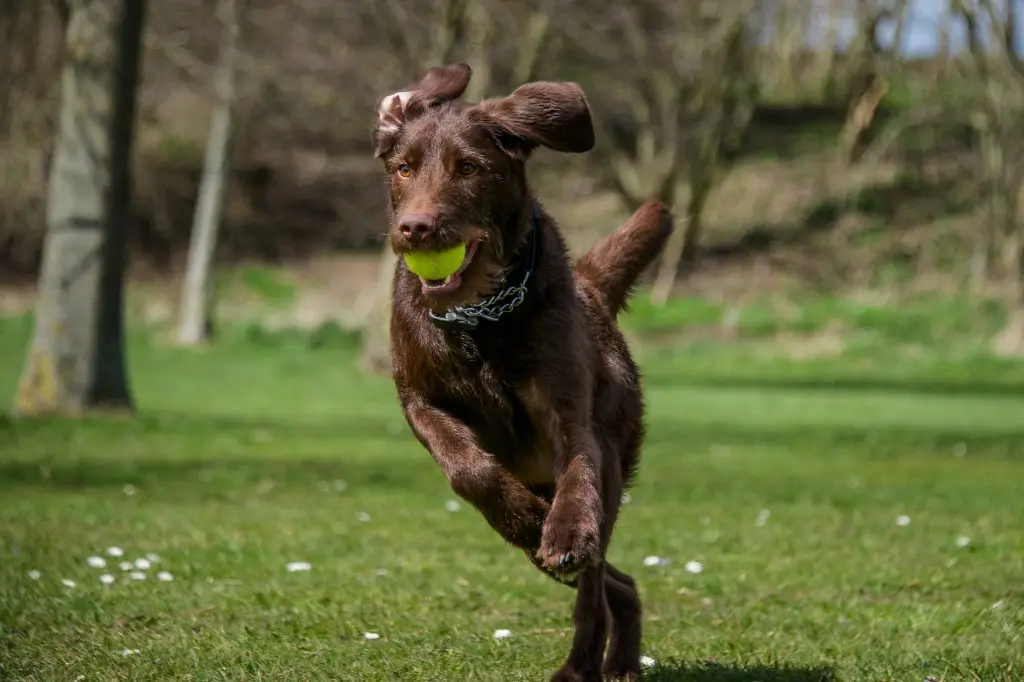 juegos para perros en casa