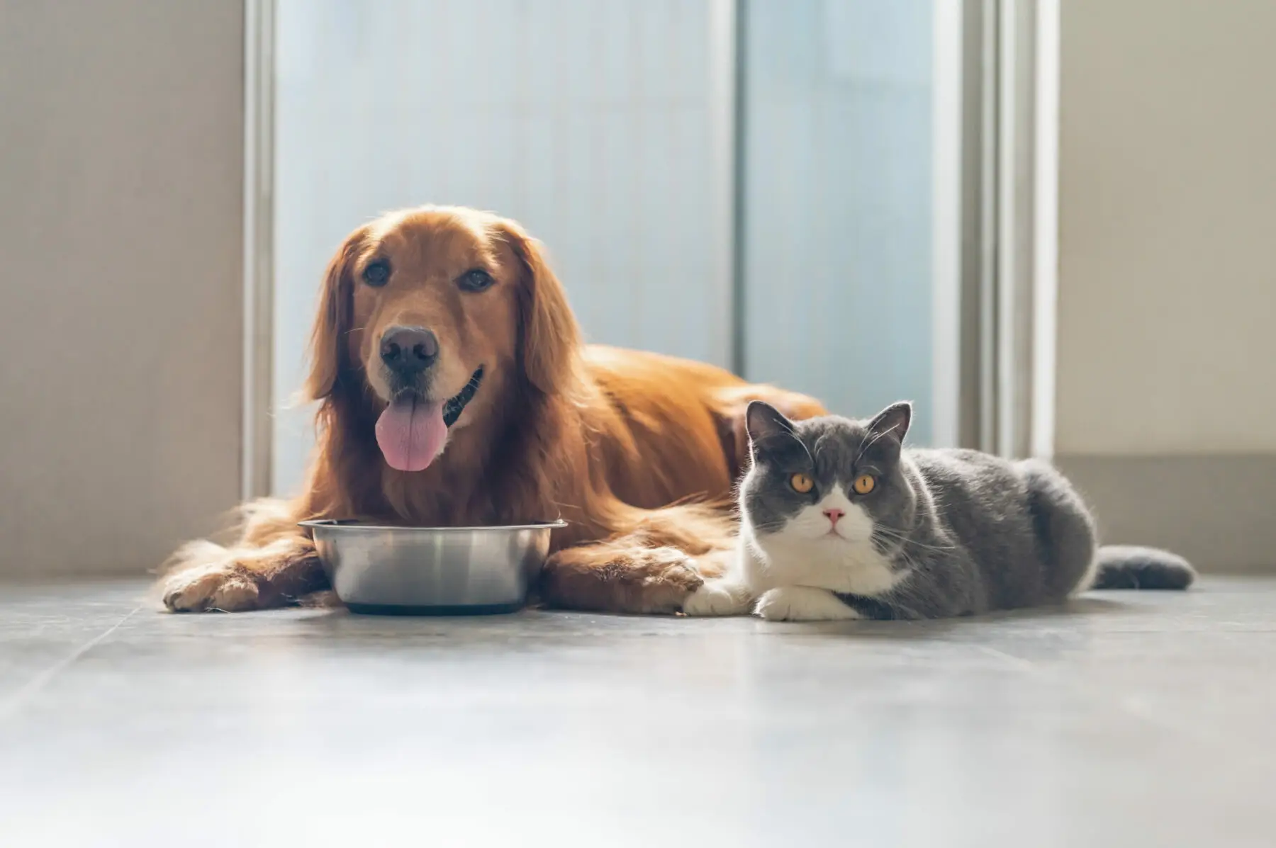 comida para perro y gato
